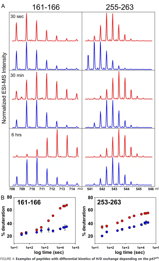 FIGURE 4. Examples of peptides with differential kinetics of H/D exchange depending on the p47 phox forms