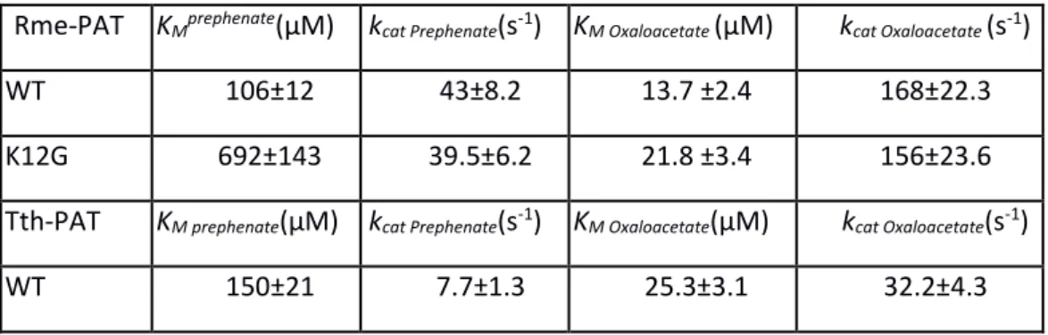 Table 3: kinetics analyses of 1b AAT Wild Type and K12G mutants from R. meliloti (Q02635) and  T