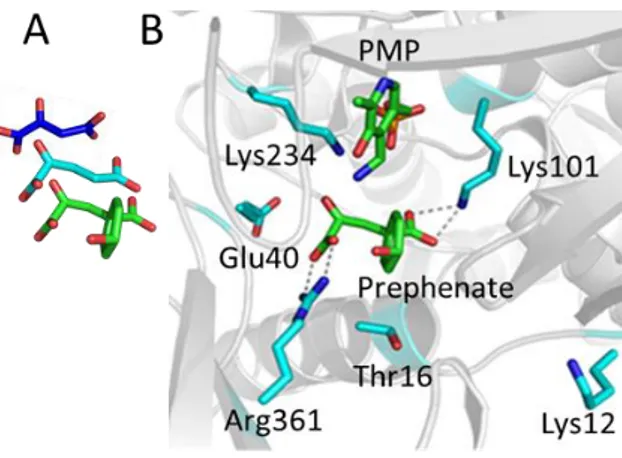 Figure 3: Docking of prephenate in the active site of Thermus thermophilus PAT competent 1AAT  (PDB id 1BKG) 