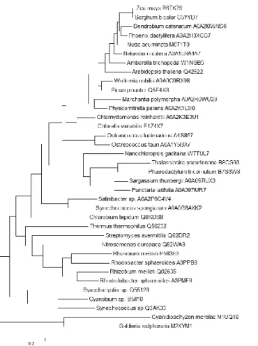 Figure 12: Molecular Phylogenetic analysis of 1AAT by Maximum Likelihood method  