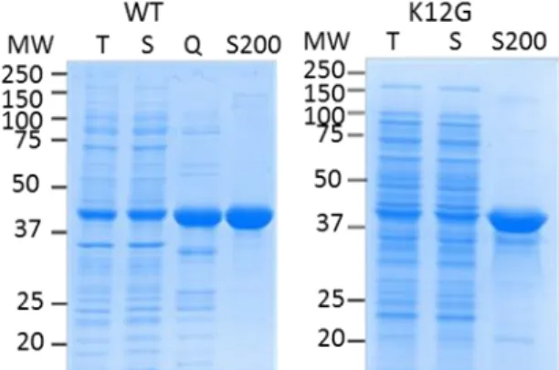 Figure 13: SDSPAGE of the partial purification of recombinant Rhizobium meliloti  1AAT PAT  (Q02635) wild type and K12G mutant