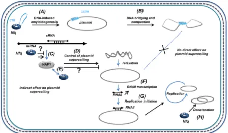 Figure 9.  Hfq role in the control of plasmid compaction, supercoiling and replication