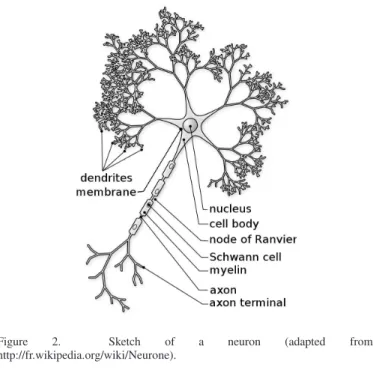Figure 2 depicts a single biological neuron. Most commonly, inputs from other neurons are received on dendrites, at the level of synapses
