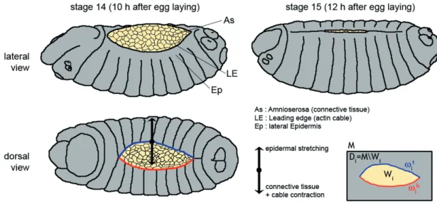 Figure 4: Scheme of tissues and forces implicated in dorsal closure in Drosophila embryos