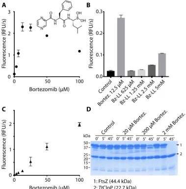 Fig. 1. Bortezomib activates Tt ClpP for peptide and intrinsically disordered pro- pro-tein degradation