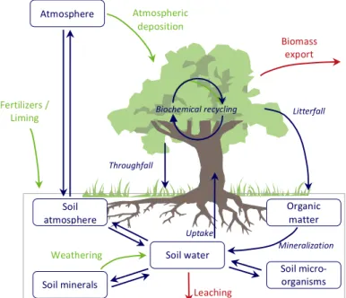 Figure    1:    General    description    of    the    biogeochemical    fluxes    to    be    taken    into    account    by    models    of    forest    dynamics