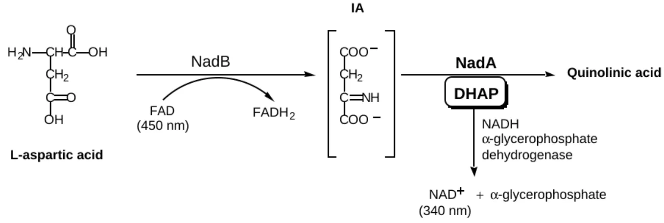Figure 6 Quinolinic acidNadB FADH 2FAD L-aspartic acidH2NCH CCH2 OHOCOHO (450 nm) DHAP NADHα -glycerophosphate dehydrogenase NAD  +  α -glycerophosphateCOOCH2CNHCOOIANadA (340 nm)