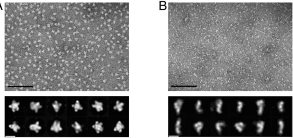Figure 4.  Negative-stain electron microscopy of MurG and MurE-MurF samples. (A) Representative  micrographs of MurG and (B) MurE-MurF, scale bar = 100 nm
