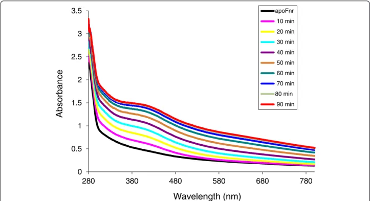 Figure 1 UV-visible spectroscopy of B. cereus Fnr Fe-S cluster reconstitution. Reconstitution was carried out inside an anaerobic glove box as described in Methods