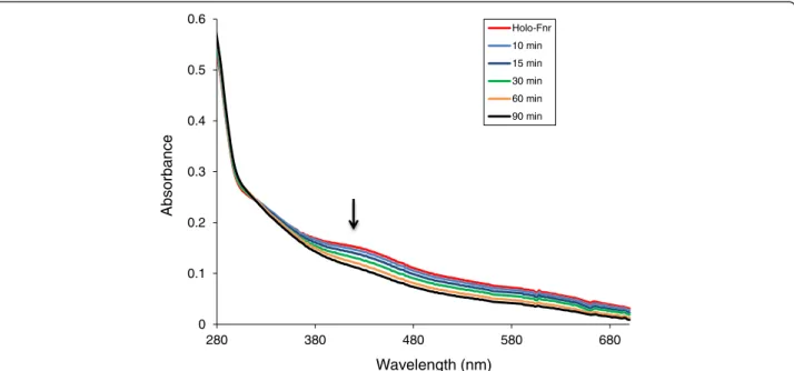 Figure 3 Changes in the ultraviolet/visible spectrum of reconstituted B. cereus Fnr in response to O 2 