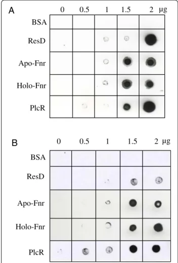 Figure 6 Western blot analysis of proteins from B. cereus crude extract immunoprecipitated with immobilized Fnr-specific antibodies