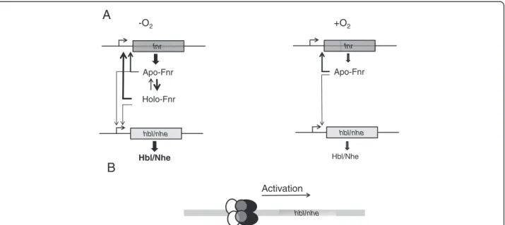 Figure 7 Proposal for the Fnr-dependent regulation of the hbl and nhe enterotoxin genes in B