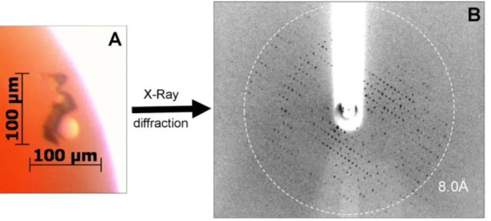 Figure 6. Crystallization of BmrA extracted with C4C10. BmrA was extracted and purified as described in Figure 5, using C4C10 instead of C4C7 and exchanging it with FC12