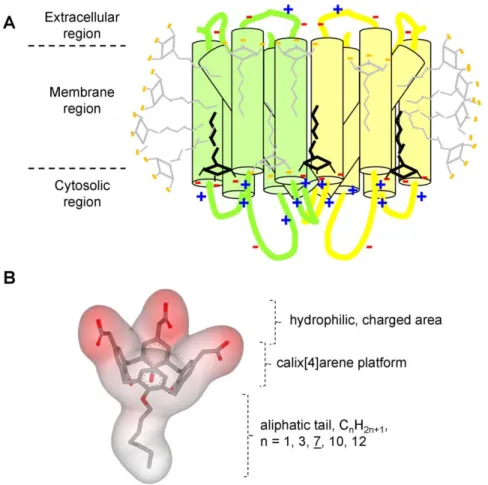 Figure 1. Concept of salt bridge network between anionic and amphiphilic molecules and basic residues located at the cytosol- cytosol-membrane interface of cytosol-membrane proteins