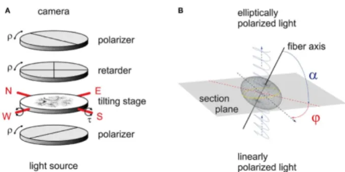 Fig. 1. An example of simulated FOM enabling a clear vector visualization of the 3D fiber orientation vectors in a  histolog-ical tissue slice
