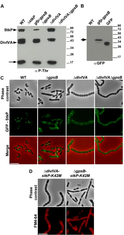 Figure 8. Interplay of GpsB, DivIVA and StkP. (A) Western immunoblot of whole-cell lysates from the wild type (WT), DstkP, gpsB::gfp-gpsB, DgpsB, DdivIVA and DgpsBDdivIVA cells grown in THY at 37uC probed with anti-phosphothreonine antibodies