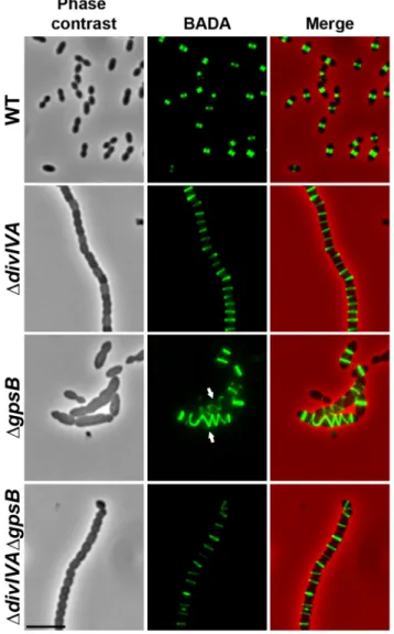 Figure 2. Localization of PG synthesis in WT, D divIVA , D gpsB and D divIVA D gpsB cells