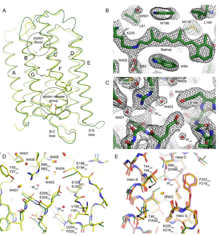 Figure 4. Crystallographic structure of the HmBRI D94N mutant. (A) Comparison of the HmBRI backbone structure (green) with that of HsBR [23]