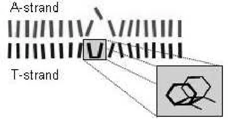 Figure  1.  Schematic  representation  of  the  duplex  (dA) 20 .(dT) 20   containing  a  CPD  and  a  flipped-out adenine