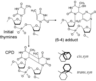 Figure 3. Schematic representation of the  cis,syn  and  trans,syn  cyclobutane dimers  (CPDs) and the (6-4) photo-adducts