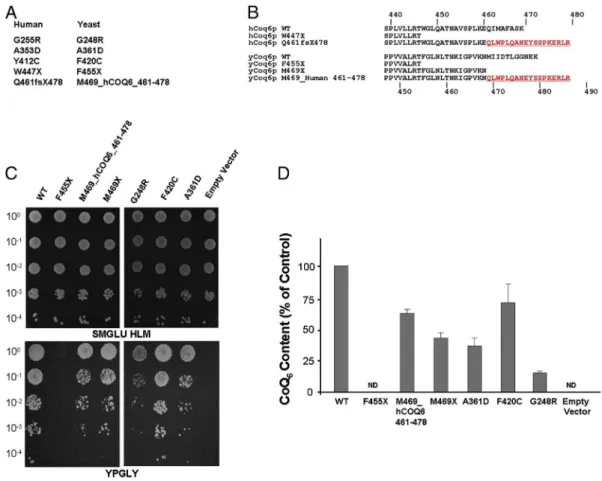 Fig. 2. (A) Missense mutations inhuCOQ6-isoa and the corresponding residues in yCoq6. (B) Schematic representation of the huCOQ6-isoa constructs carrying the W447X and Q461fs478X mutations and their counterpart in yCOQ6