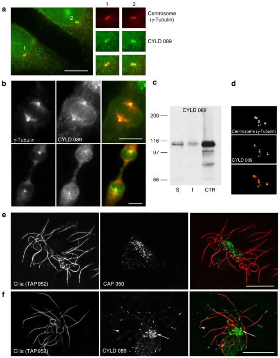 Figure 2 | CYLD localizes to the centrosome and basal bodies. (a) Double labelling of RPE1 cells with polyclonal afﬁnity-puriﬁed CYLD antibody (CYLD 089) and the monoclonal g-tubulin antibody GTU88, which recognizes the centrosome