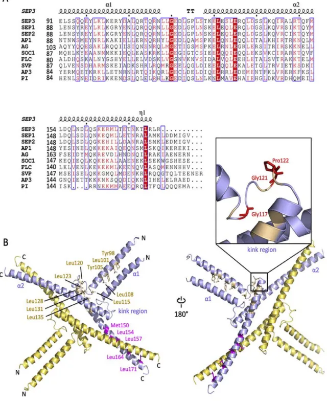 Fig. 2. K domain sequence alignment of some representative MADS TFs from Arabidopsis and SEP3 K domain structure