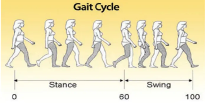 Fig. 1: Gait cycle (www.optogait.com).