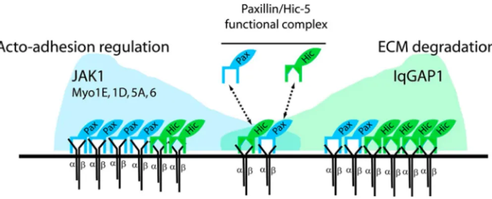 Figure 7.  Scheme of the functional coop- coop-eration of paxillin and Hic-5 in the coupling  of acto-adhesive and ECM-degradation  ac-tivities of invadosomes.