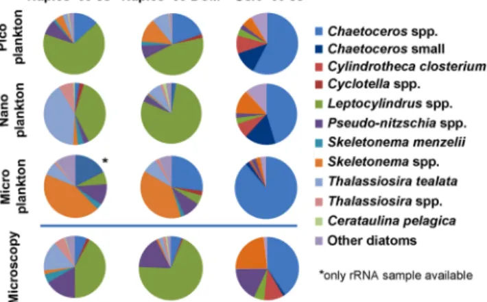 Figure 3.  Species distribution in the three size-fractions and from light microscopy (non-fractionated)  samples from Naples subsurface (ss) and DCM waters (October 2009) and Oslo subsurface waters (September  2009)