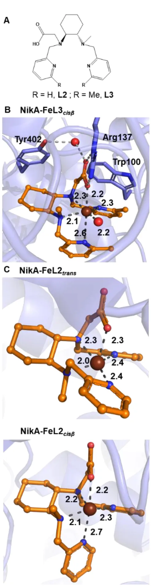 Figure 1. A: Structures of ligands L2 and L3. B: Crystal structure of NikA-FeL3 binding site