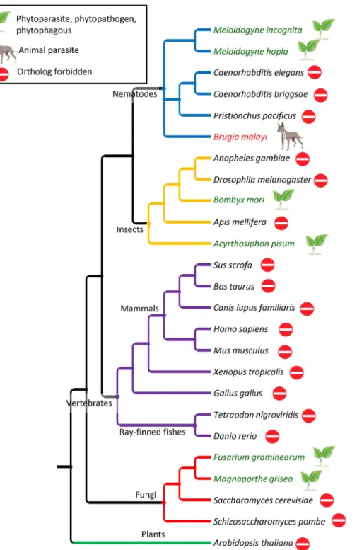 Figure 2. Phylogenetic tree of selected species for OrthoMCL comparison. The relative phylogenetic position and simplified taxonomy of the 25 species included in the OrthoMCL comparison of whole proteomes