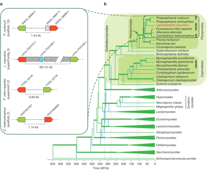 Figure 1 | Phylogenetic relationships between Dothideomycetes and an example of microsynteny between related species
