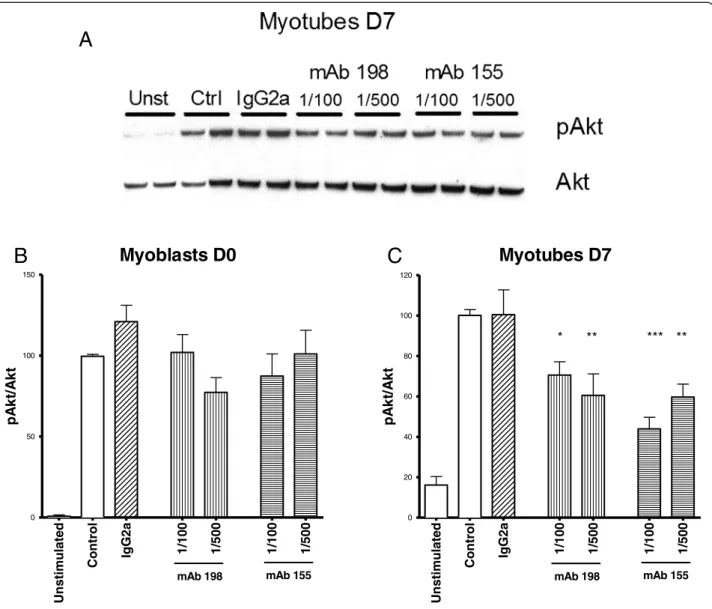 Figure 6 Akt phosphorylation is decreased by AChR antibodies in myotubes but not in myoblasts