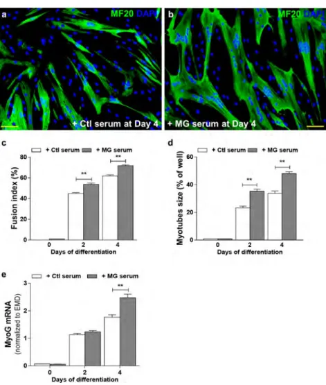 Fig.  6      Control  myoblasts  treated  with  MG  sera  differentiated  more than those treated with control sera
