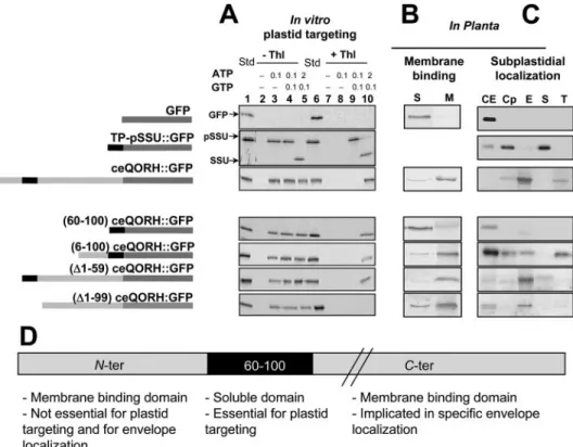 Fig. 6A shows the results of a representative in vitro-import experiment. In the presence of 0.1 m M ATP, pSSU interacted with the plastids to reach a still protease-sensitive  conforma-tion, indicating that the protein was bound to but not imported into t