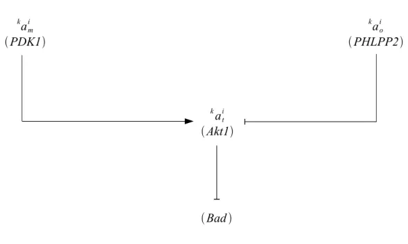 Figure 3: Diagram of the Akt pathway - preliminary