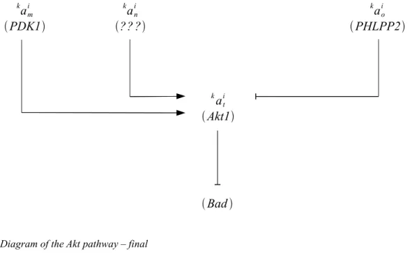 Figure 5: Diagram of the Akt pathway – final 