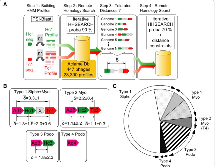 Figure 2 Identification of head-to-tail connection proteins in tailed bacteriophages and representativeness of the different phage Types