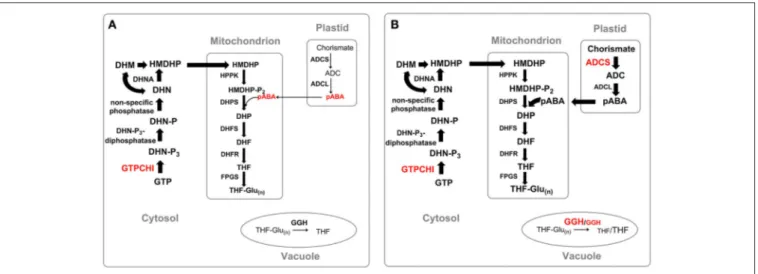 FIGURE 6 | Strategies of enhancement of folate level in plants. (A) Manipulation of GTPCHI expression, (B) manipulation of GTPCHI, ADCS and GGH expression
