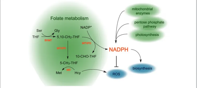 FIGURE 7 | Scheme reflecting the role of folate metabolism in redox homeostasis in plants