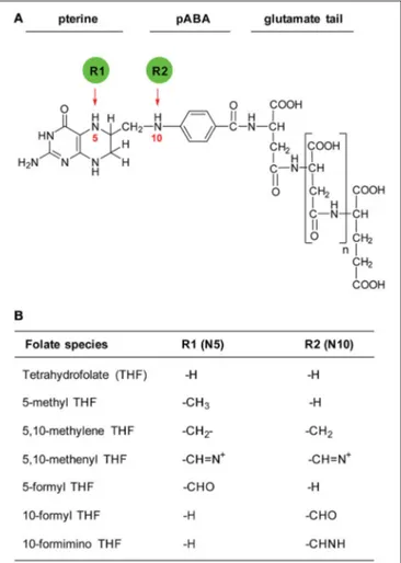 FIGURE 1 | Structure of THF and its derivatives. (A) Structure of THF molecule. Red arrows indicate positions of one-carbon groups