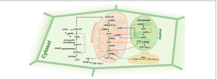 FIGURE 2 | Folate biosynthesis and regulation in plants. Black arrows indicate biosynthetic steps, red arrows and blunt-end arrows show activation and inhibition, respectively, of enzymatic steps by folate precursors