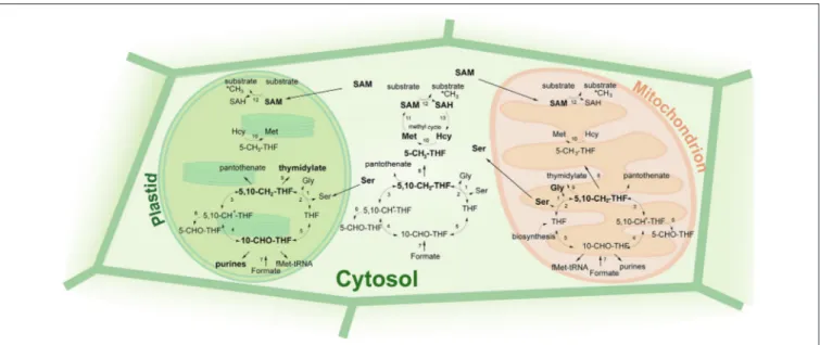 FIGURE 4 | Metabolic functions of folates. THF, tetrahydrofolate; 5-CH 3 -THF, 5-methyltetrahydrofolate; 5,10-CH 2 -THF, 5,10-methylenetetrahydrofolate;