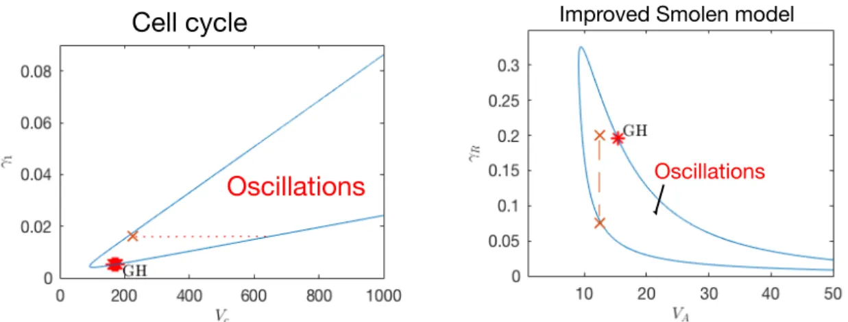 Figure 6: Bifurcation analysis for cell cycle synthesis and degradation parameters (left) and the im- im-proved Smolen model (right)