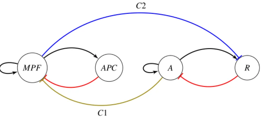 Figure 3: Cell cycle and Smolen oscillator coupled network