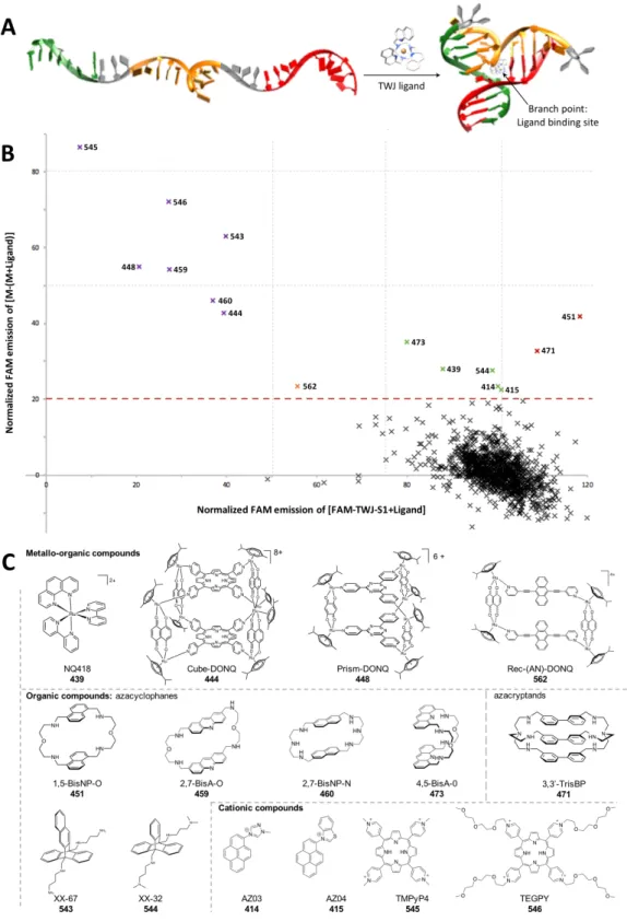 Figure 1. A. Schematic representation of the folding of a TWJ structure. B. TWJ-Screen results of a library of 1200  compounds, expressed as the % of quenched FAM fluorescence of the three strands mixture (M) in presence of  5 mol