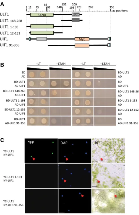 Fig. 1. ULT1 interacts with the UIF1 Myb domain- domain-containing protein in vivo . (A) Diagram of ULT1 and UIF1 full length or truncated versions used in interaction studies.