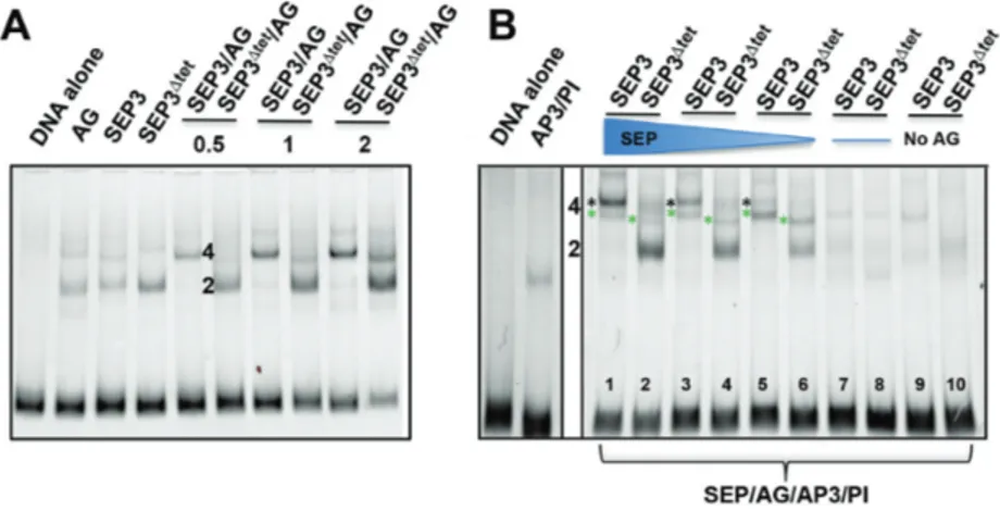 Figure 5. Analysis of tetramer formation between SEP3 and SEP3  tet and floral organ identity partners