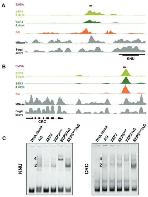 Figure 6. Binding of SEP3, SEP3  tet and AG to KNU and CRC promoters. (A and B) ChIP-seq peaks for SEP3 (light and dark green), AG (orange), MNase signal (33) (gray) and Segal score (34) (gray) for the KNU and CRC promoters, respectively
